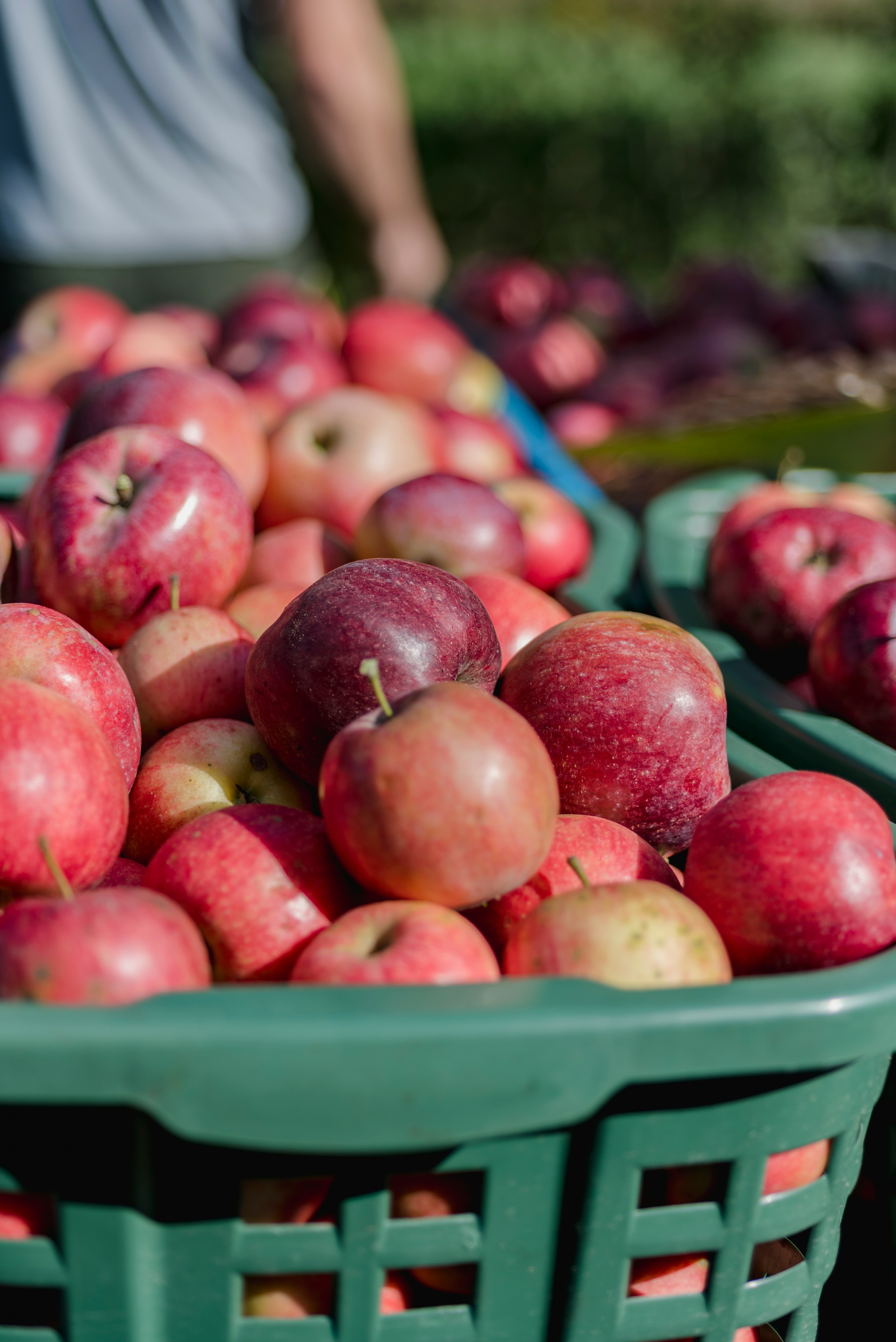 Fresh New Zealand apples