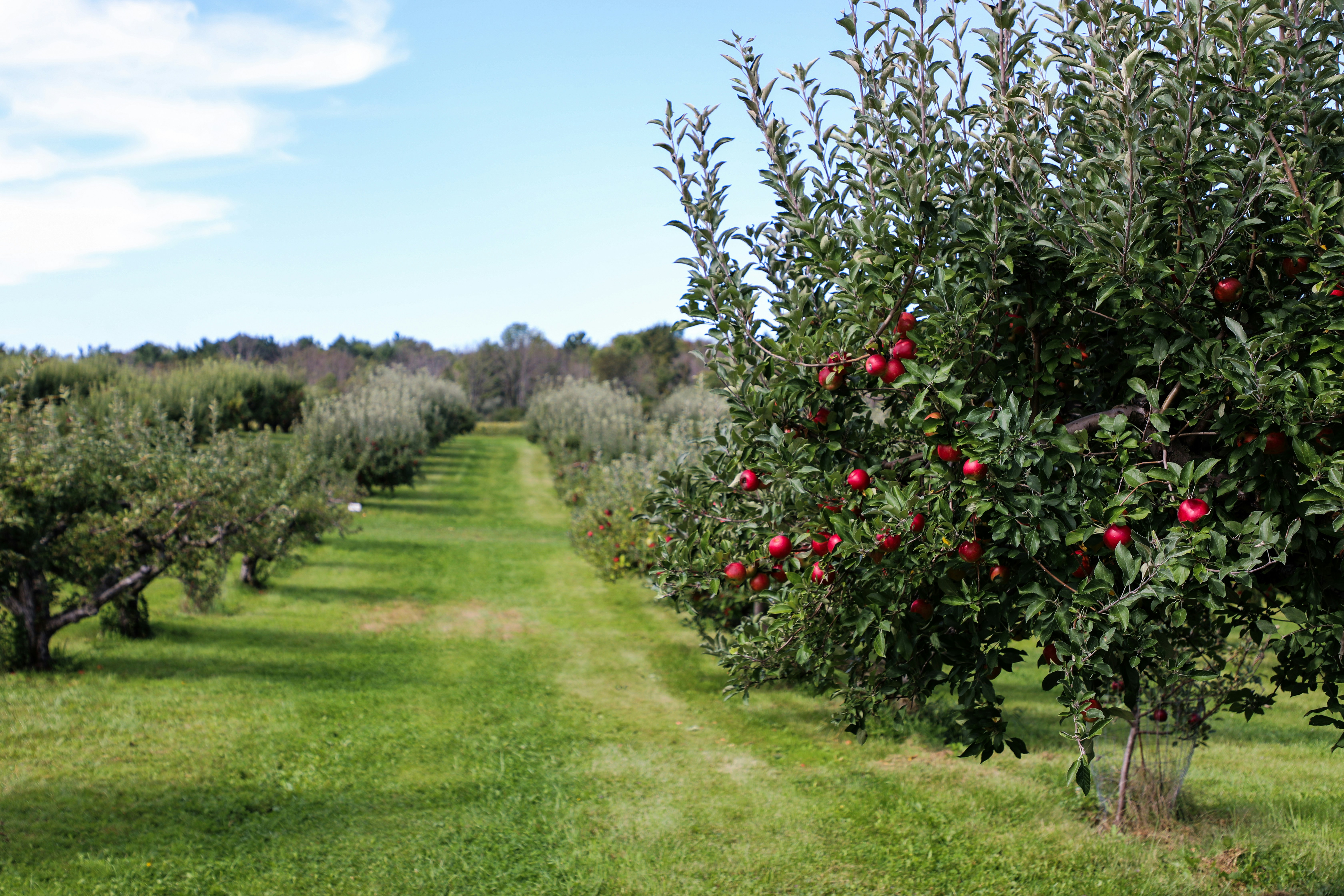 New Zealand apple orchard