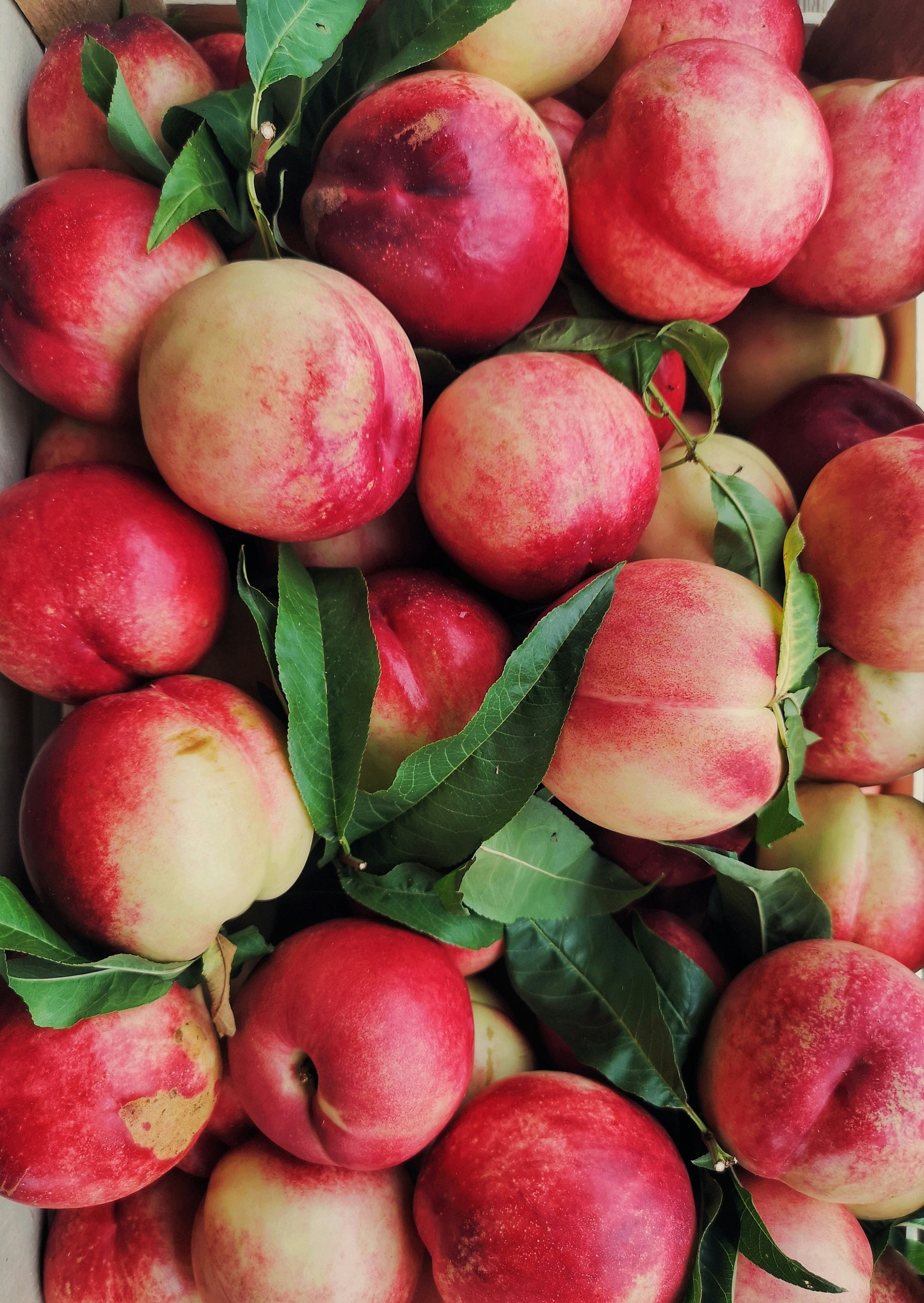 Fresh stonefruit